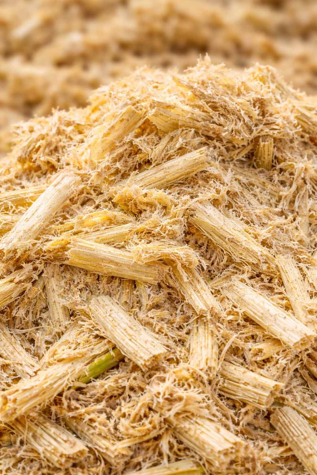 Bagasse Raw Material